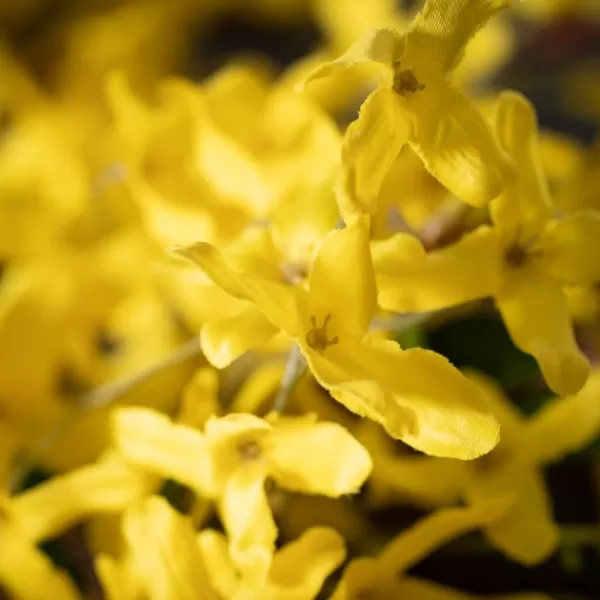 Wreaths-Kirkland's Home Yellow Blooming Forsythia Twig Wreath Yellow/Brown